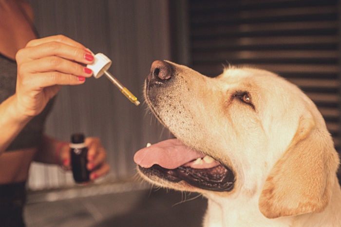 CBD oil for dogs