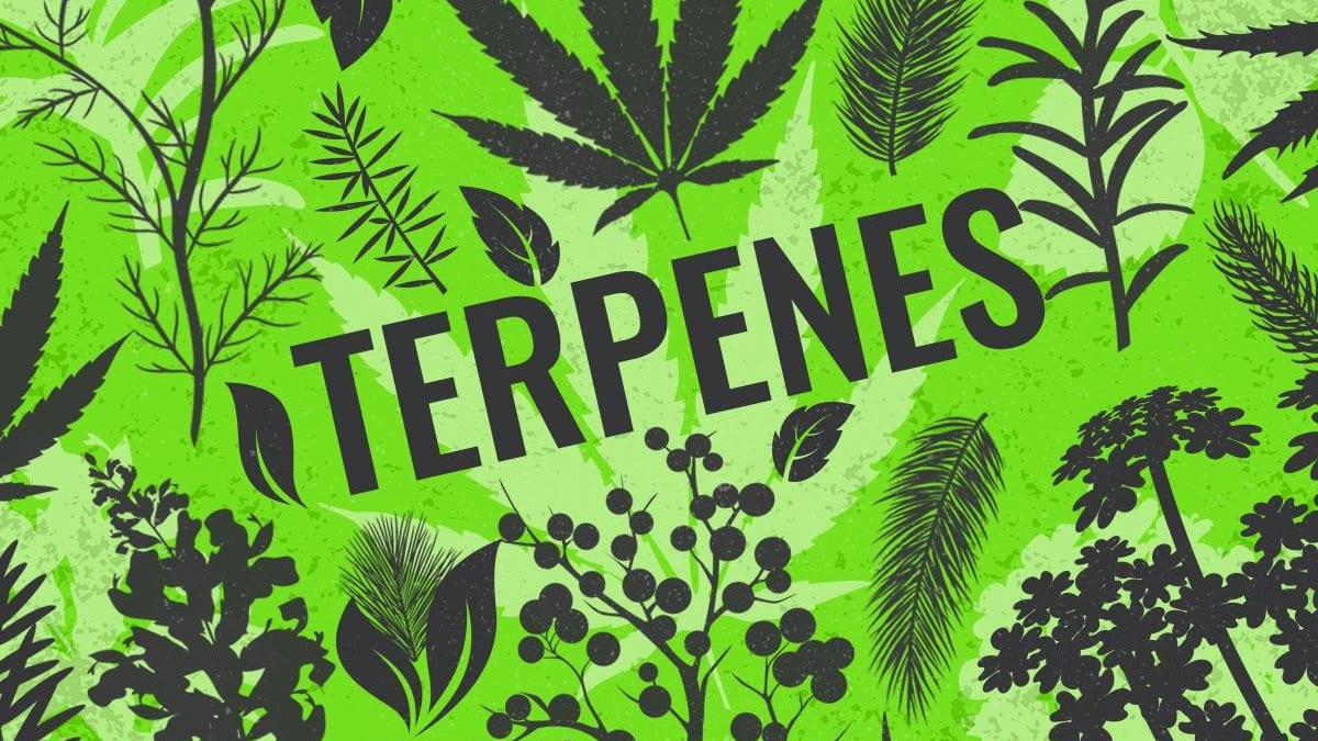 What Are Terpenes Used For?