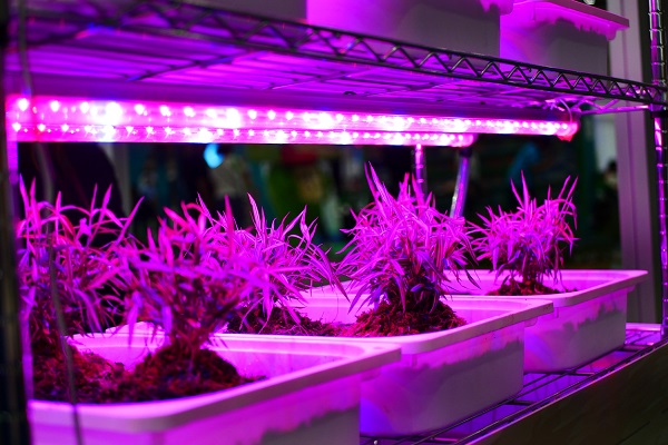 LED Grow Lights