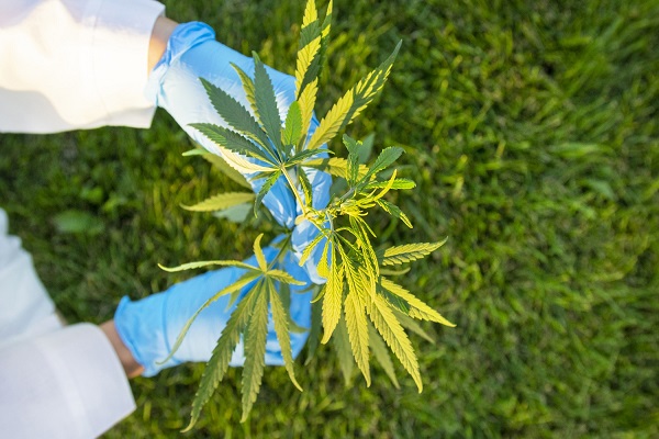 Vancouver Pot Stores