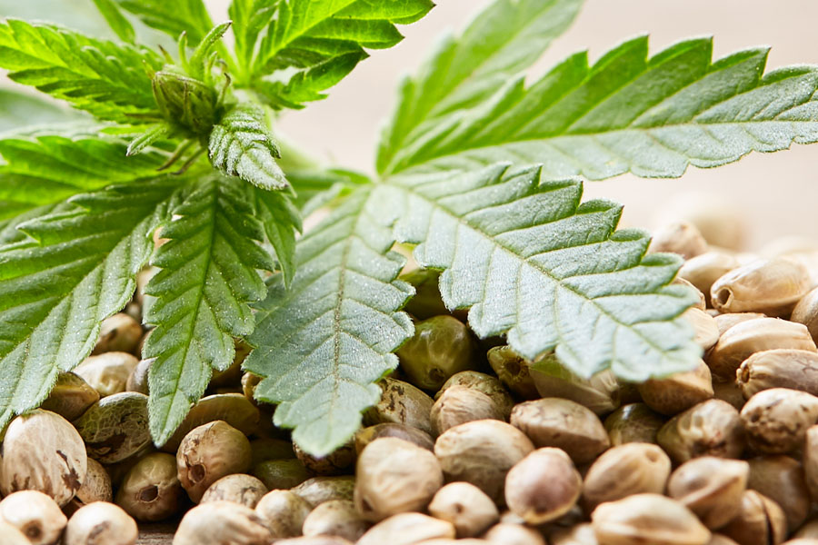 cannabis seed banks