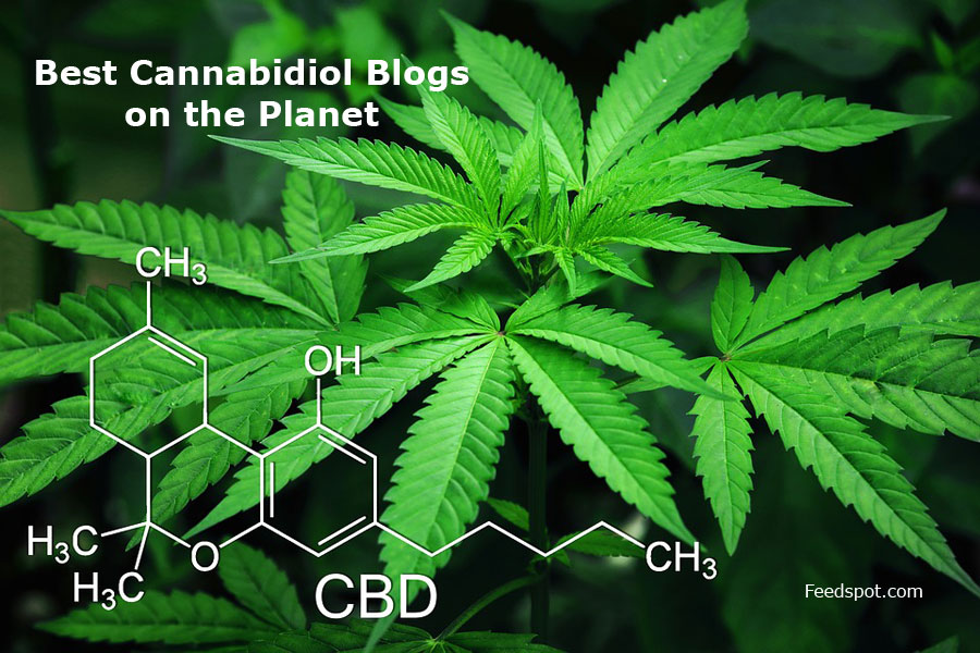 CBD blog